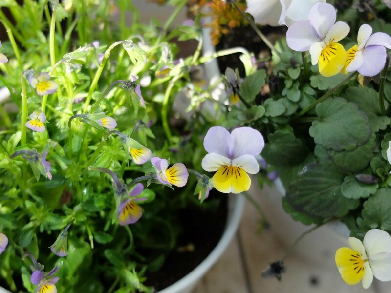 ビオラ（うさぎの家族）筆者撮影写真