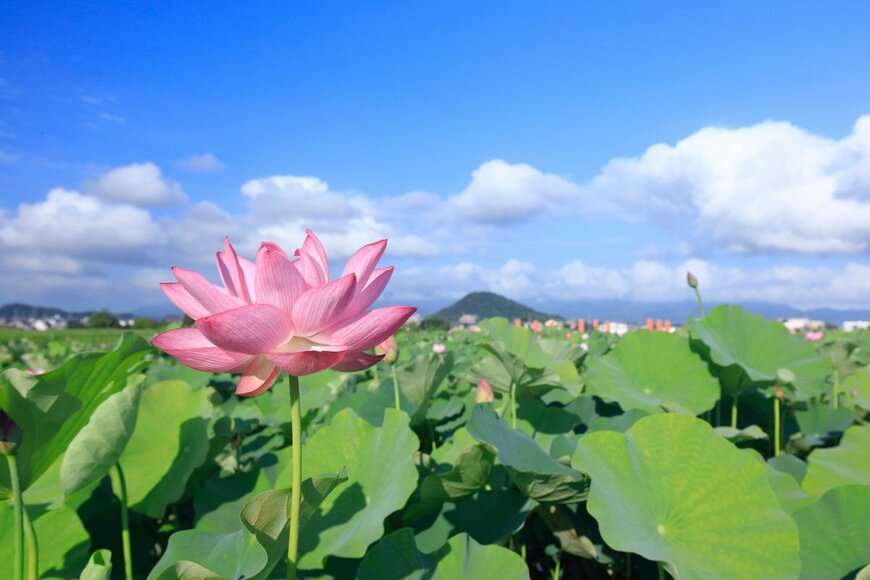 funny face/shutterstock.com