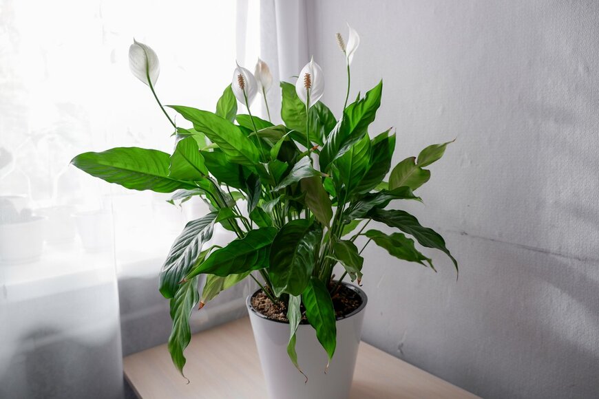 【観葉植物】ホワイトカラーが涼しげな観葉植物3選《リビングにひと鉢》夏のインテリアグリーンにおすすめ！