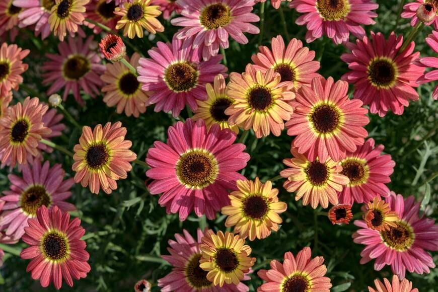 出所：サントリーフラワーズ マックスマム