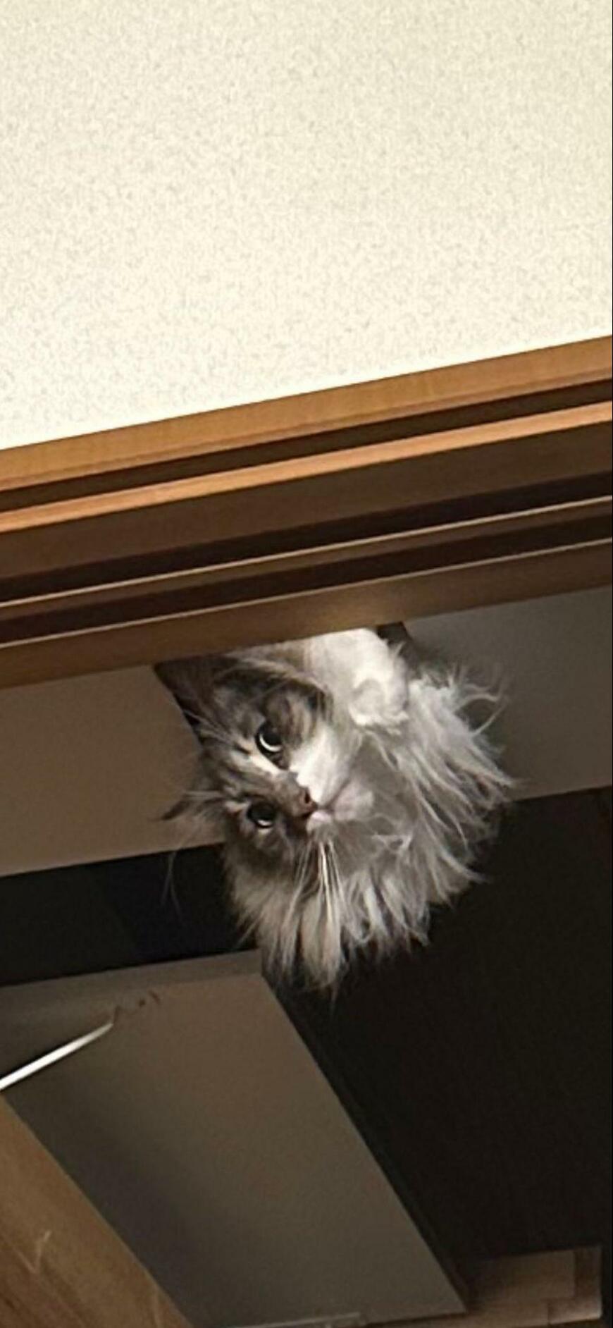 出所：@NEKOLAND13