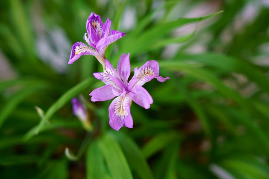 High Mountain/Shutterstock.com