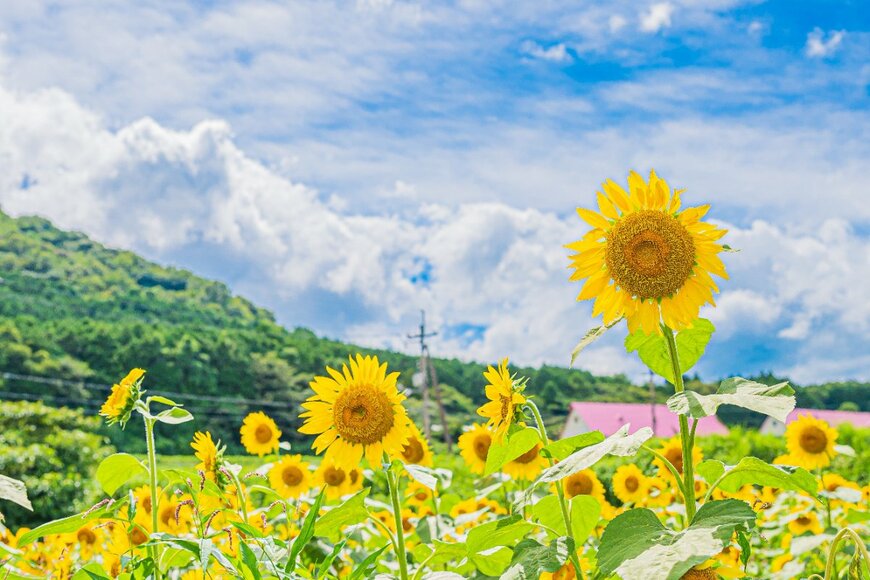 もうすぐ年金支給日！【厚生年金】月額20万円以上を受給する「うらやましい人」はどのくらいいる？《平均月額は14万円台》