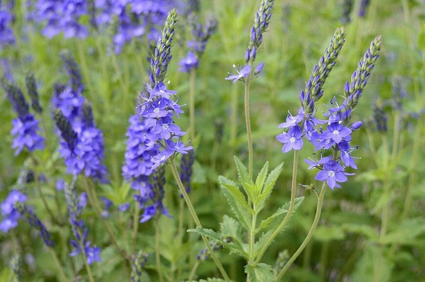 agatchen/istockphoto.com
