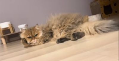 出所：@mugi.omochi0804