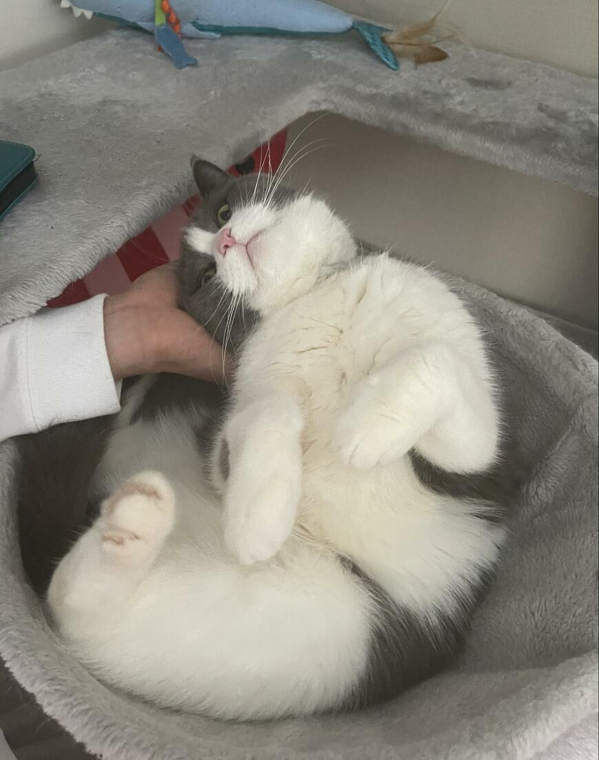 猫の頭をなでなで　直後の「デレ方」に悶絶する人が相次ぐ