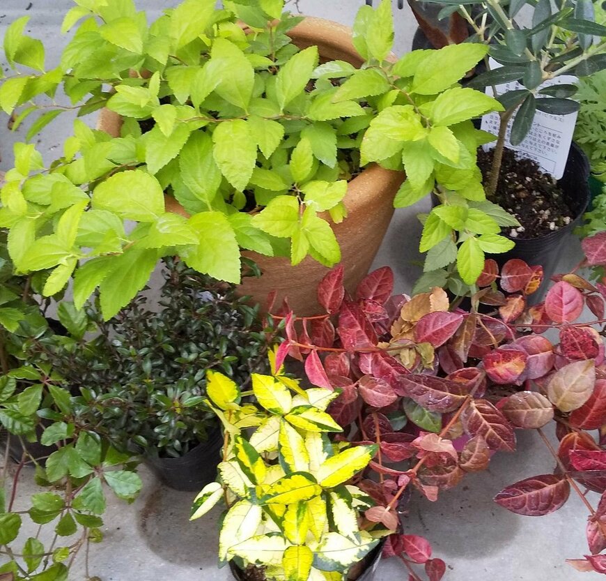 いろいろなカラーリーフ（LIMO編集部）