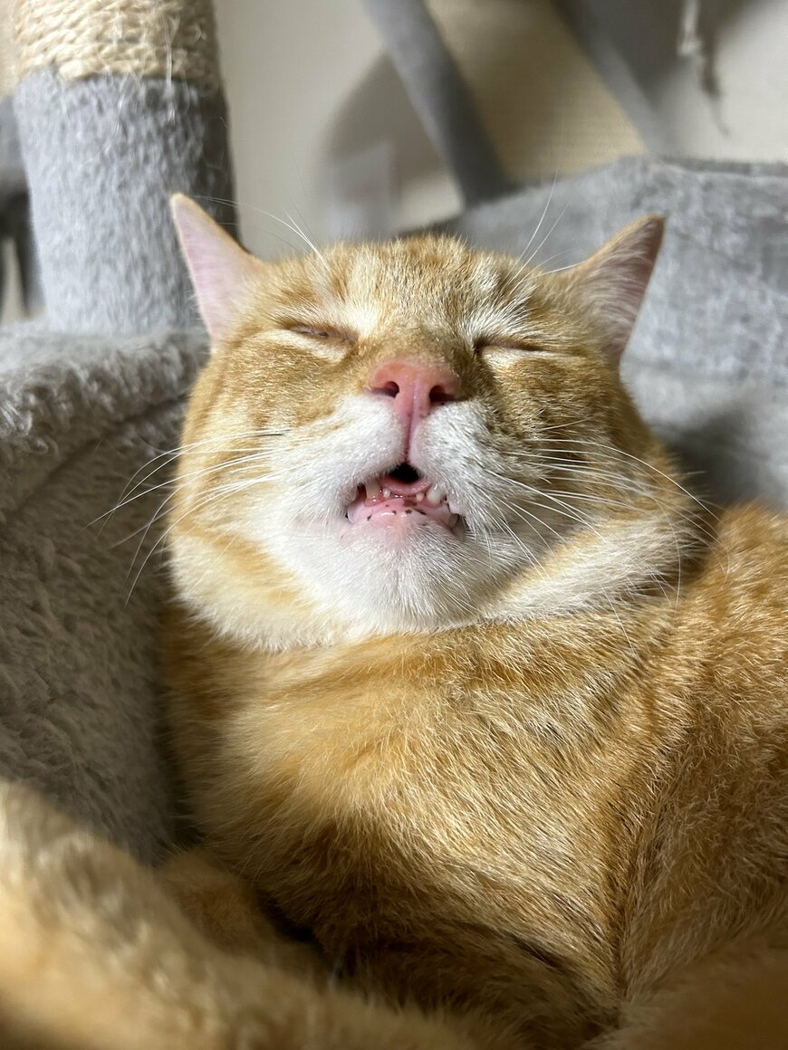 出所：@Beercat_Ana_Dar