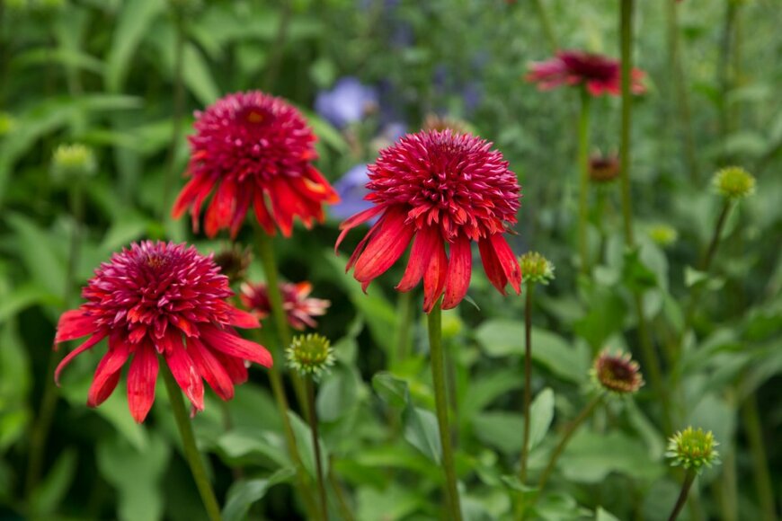 S.O.E/shutterstock.com