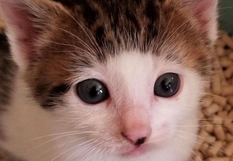 出所：@Saeroyi_cat