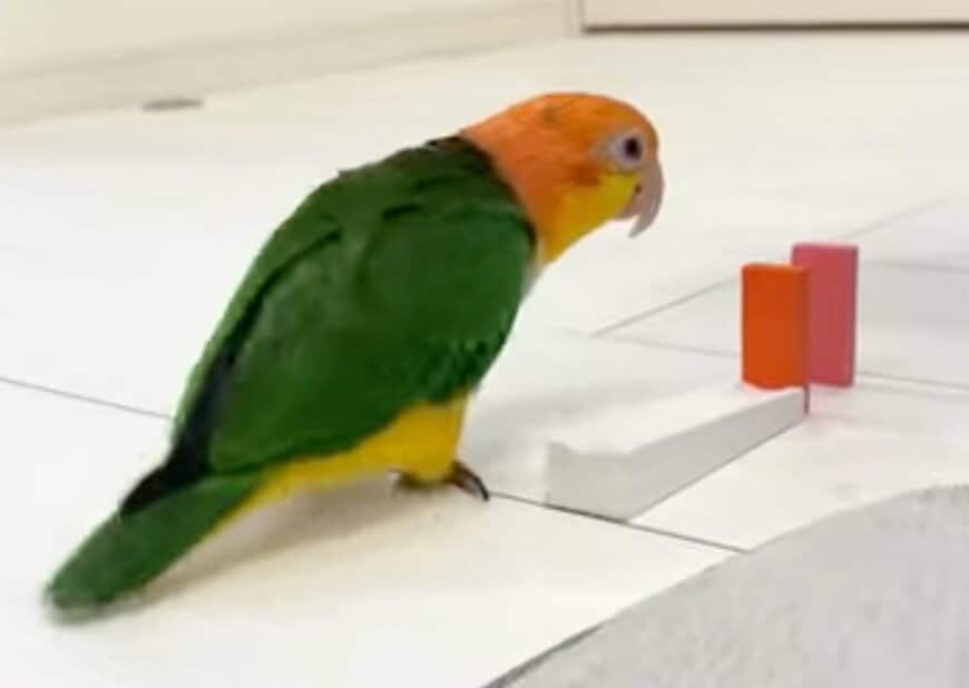 ドミノに興味を示したインコ　あまりにも子供すぎる行動に「見てるこちらもスゴく楽しい」