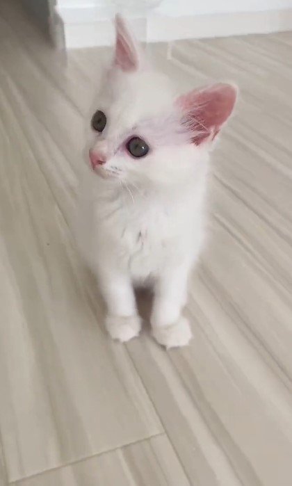 出所：@meltube_cat