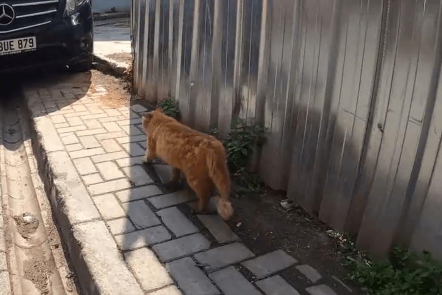 出所：@nekosanpoch