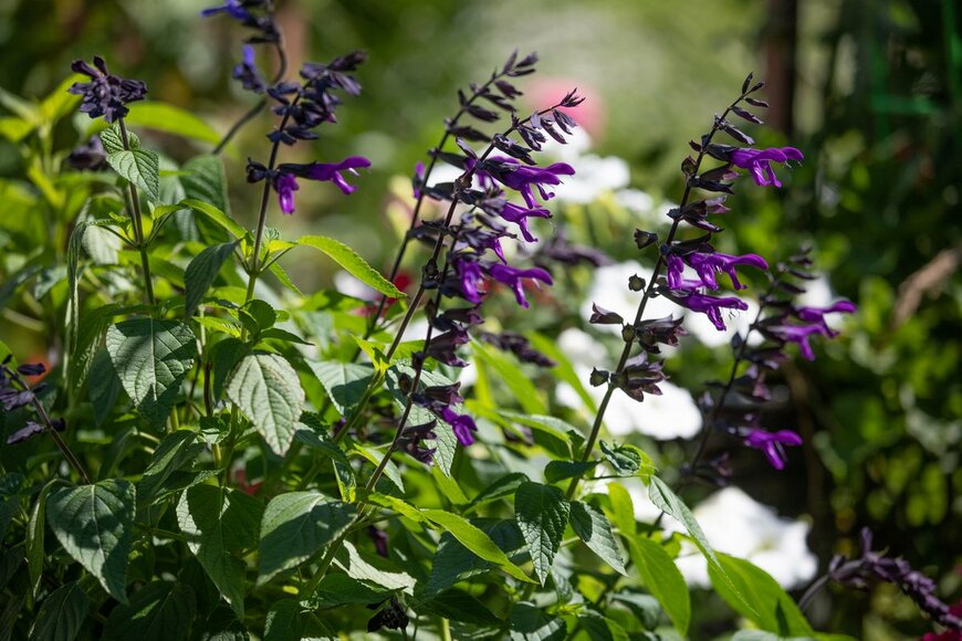 Molly Shannon/shutterstock.com