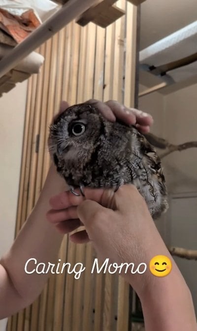 【うっとりフクロウ】飼い主さんと至福のひととき よく見ると…→背後からの熱視線に笑ってしまう