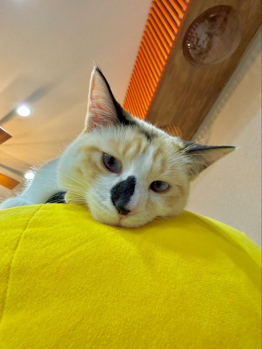 出所：@omochi_nam01