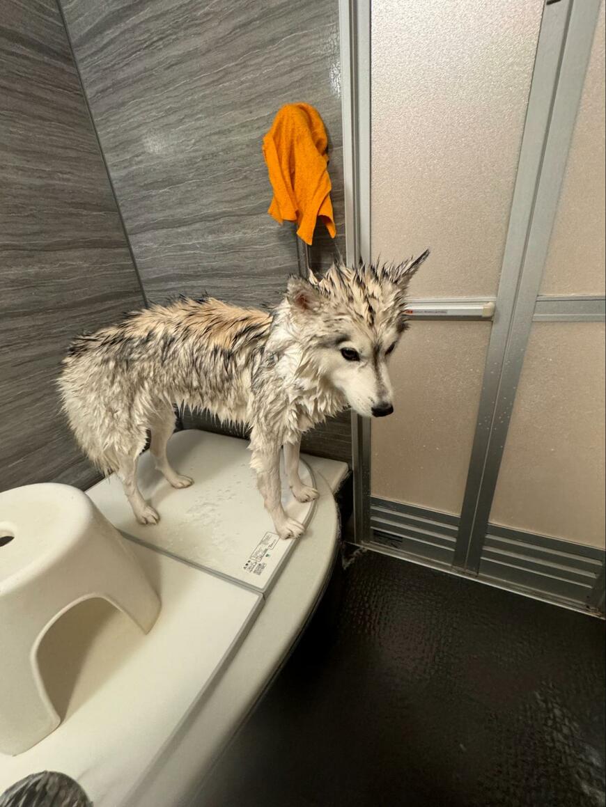 出所：@Livewithhusky