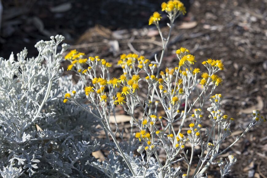 シロタエギク（alybaba/Shutterstock.com）