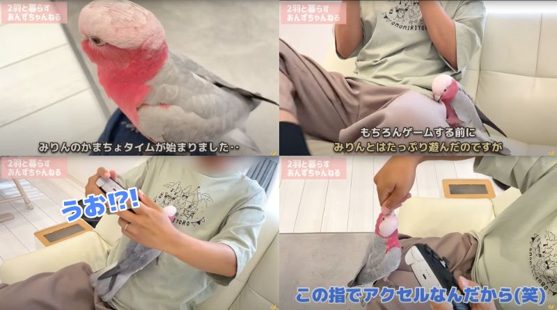 出所：@anz_omomiri