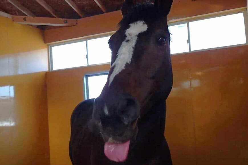 出所：Yogiboヴェルサイユリゾートファーム