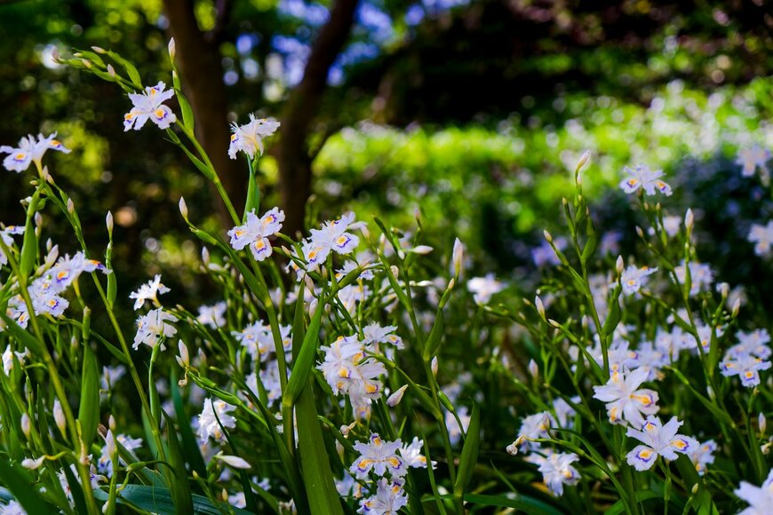 ganchan4050/Shutterstock.com