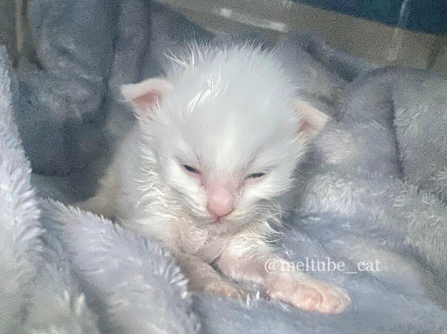 出所：@meltube_cat