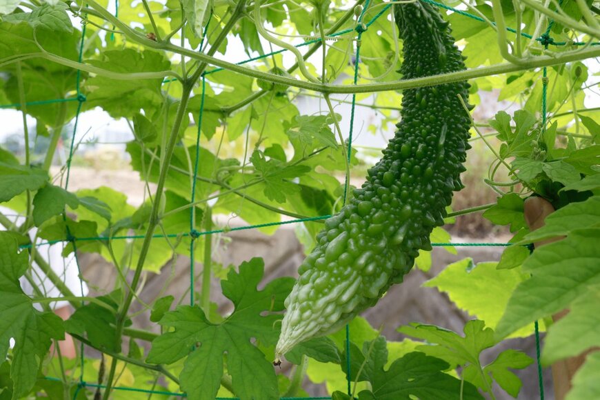 Yusuke Ide/istockphoto.com