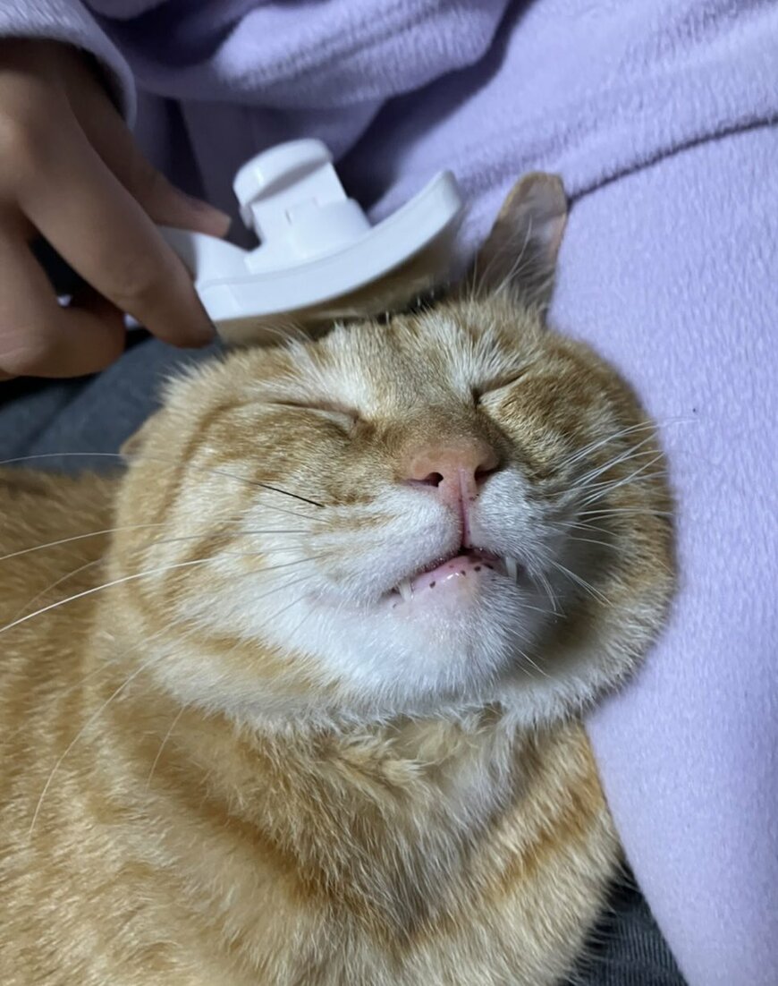 出所：@Beercat_Ana_Dar