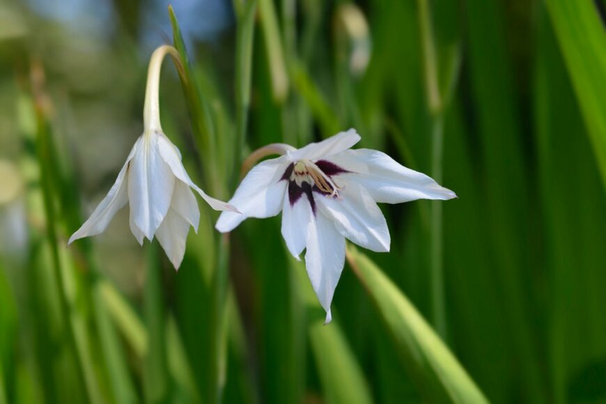 Nahhana/shutterstock.com