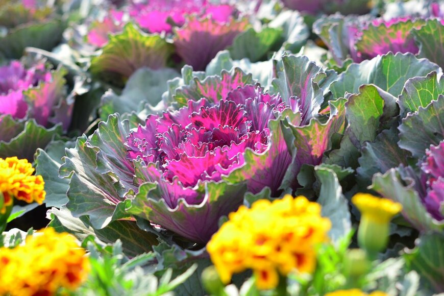 PPstudio/Shutterstock.com