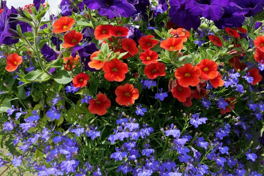 【初夏の寄せ植えガーデニング】ロベリアの寄せ植えが涼やか＆華やか！いっしょに植えたい花3選