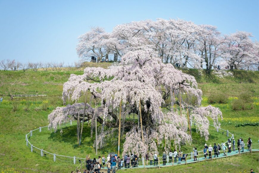 【お花見】日本三大桜・日本五大桜とは？一度は見たい桜の名所を紹介