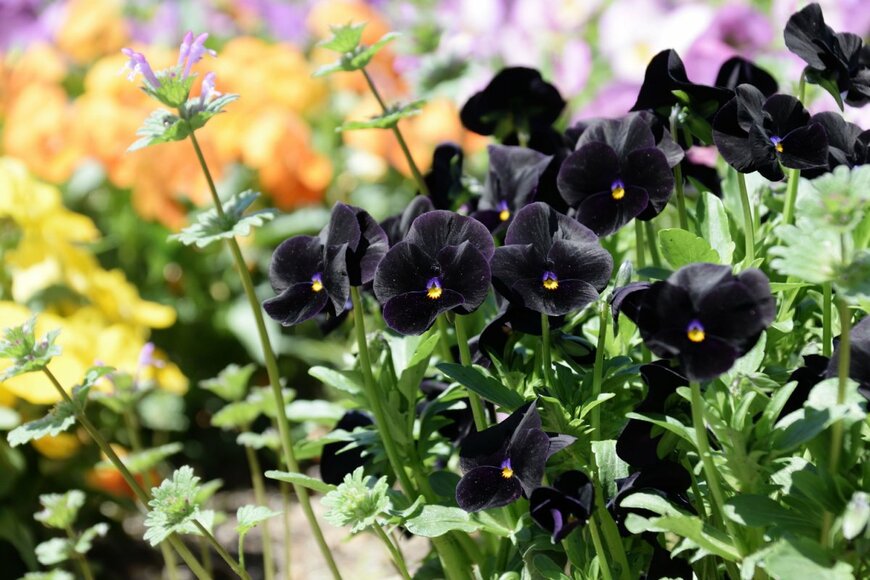 【ガーデニング】ダークを極めた「黒」が美しい。ブラックの花弁がお洒落な植物おすすめ6選