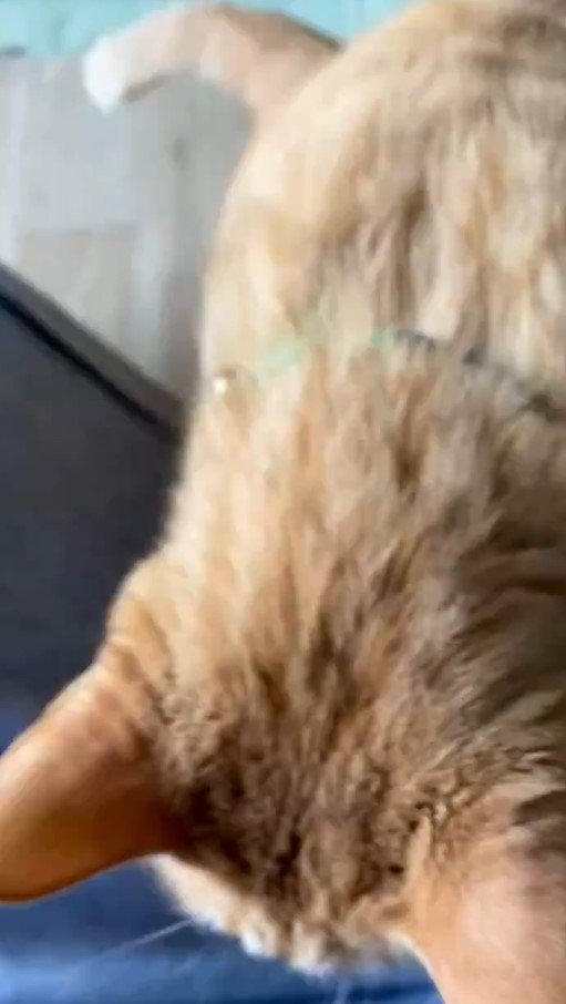 ジャンプする猫