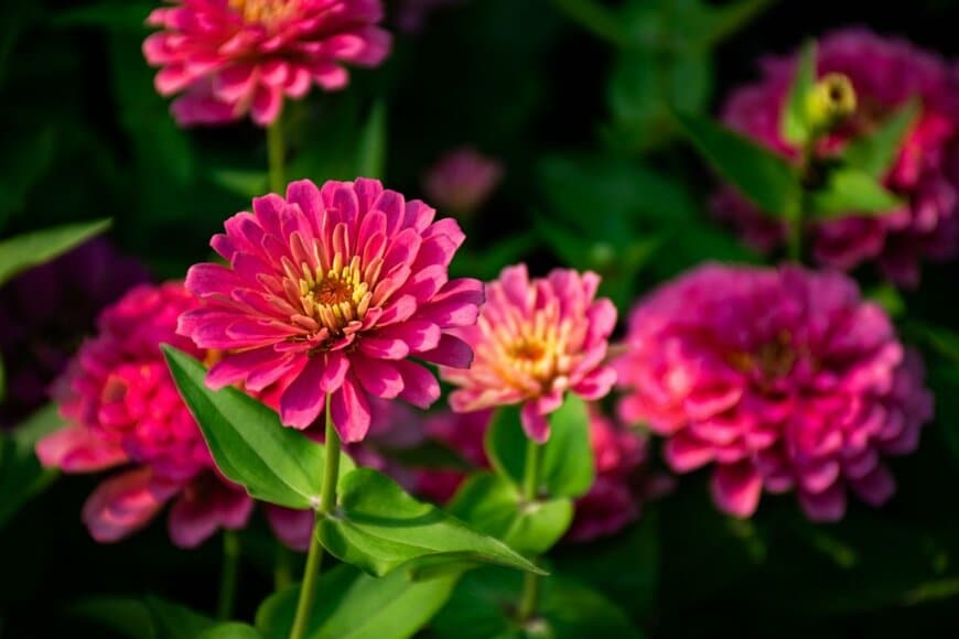 ピンクの花を咲かせている、ジニア