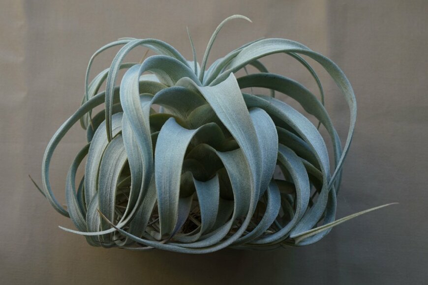 チランジア・キセログラフィカ