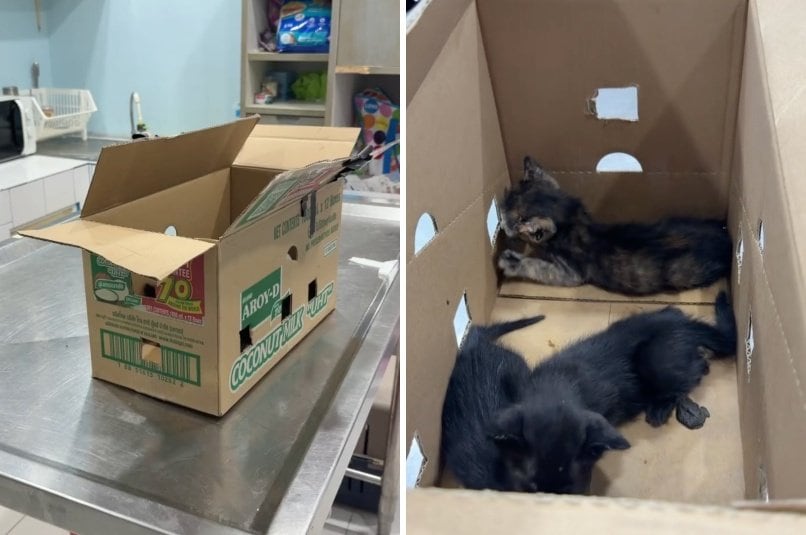 出所：<u><a href="https://www.instagram.com/p/DaSes4CiLPt/" target="_blank">@dog_and_cat_rescue_samui</a></u>