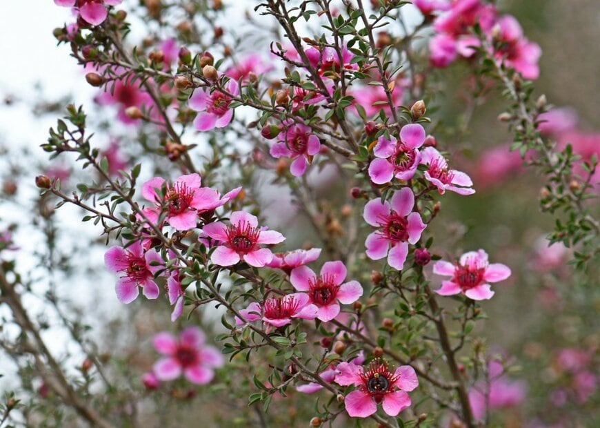 ピンクの花を咲かせている、ギョリュウバイ
