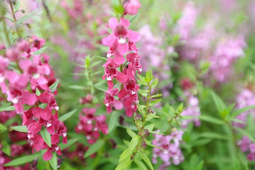 濃いピンク色のアンゲロニアの花が茎いっぱいに咲いている