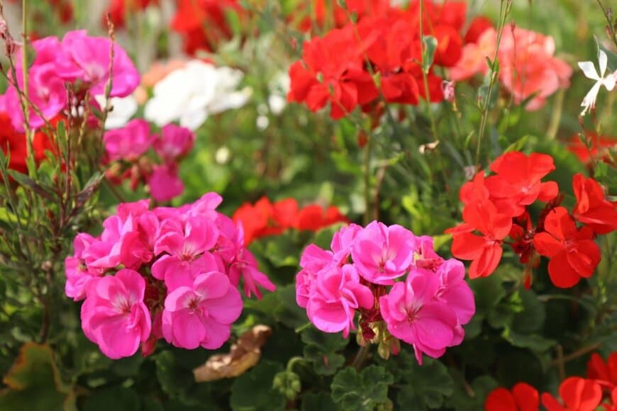 ゼラニウムの花。色はピンク、赤、白