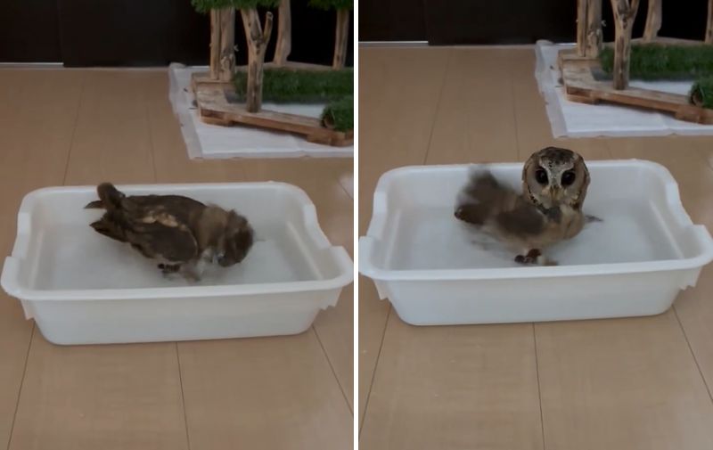 投稿動画のワンシーン