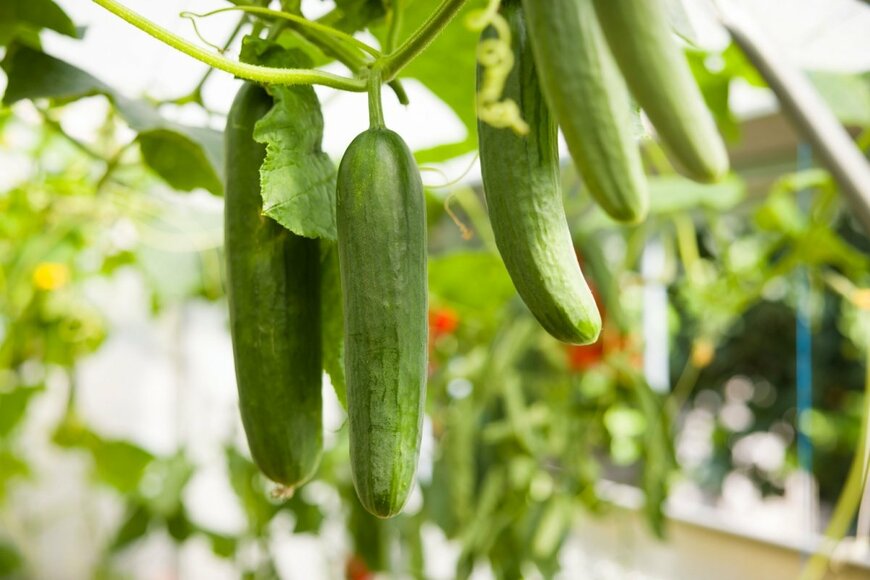 キュウリの実