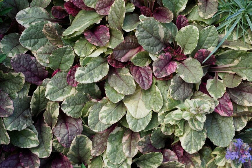 深緑色の葉に白い模様が入った、アジュガ。赤みを帯びた葉も混ざっている