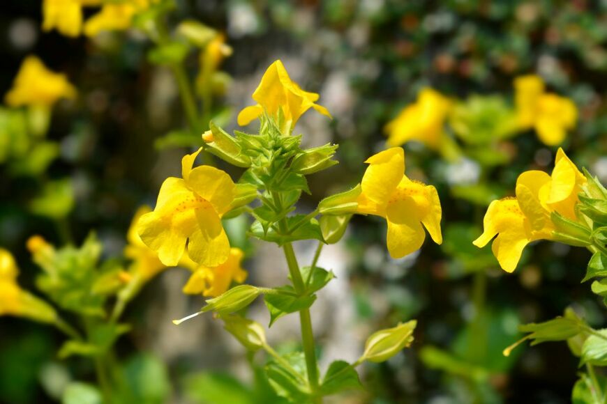 ビタミンカラーの花が華やかな「ミムラス」