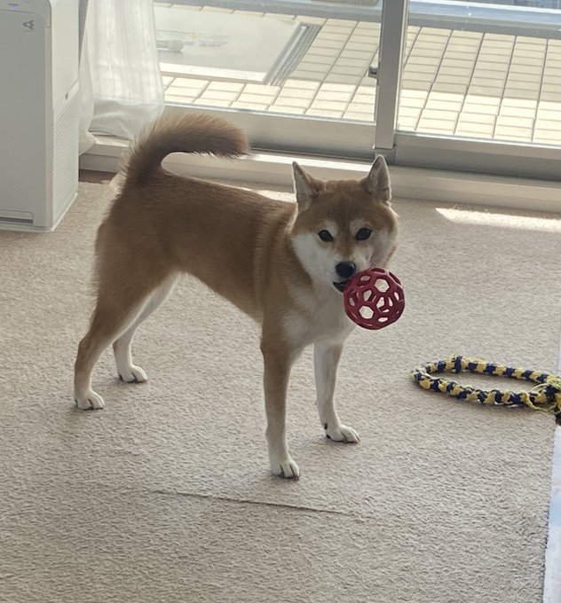 ボール遊びをする柴犬