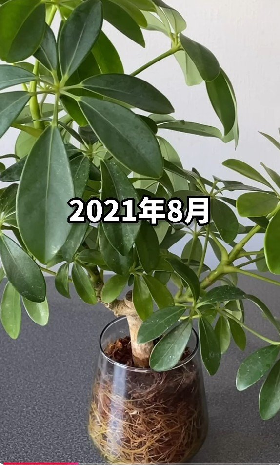 購入から2年後、2021年のシェフレラ・カポック