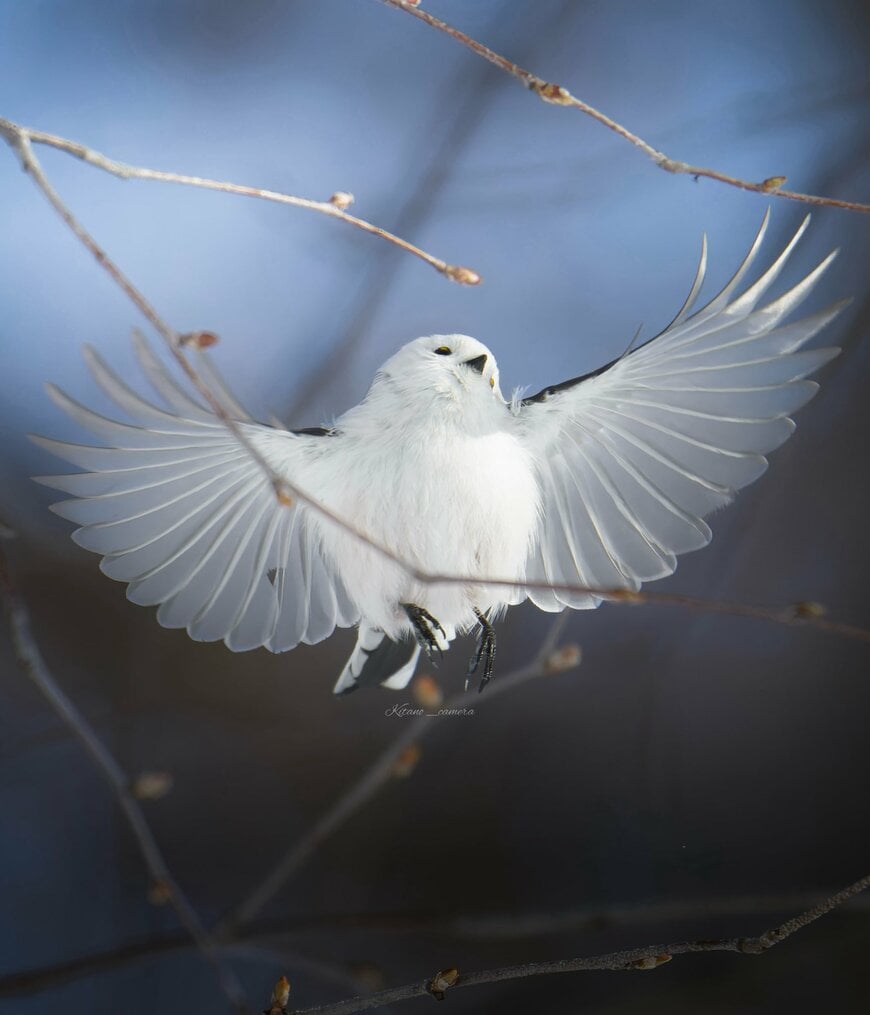 神々しいシマエナガの姿