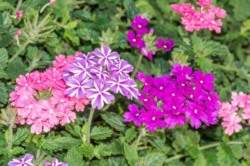 バーベナの花が咲いている。色はピンクと紫。