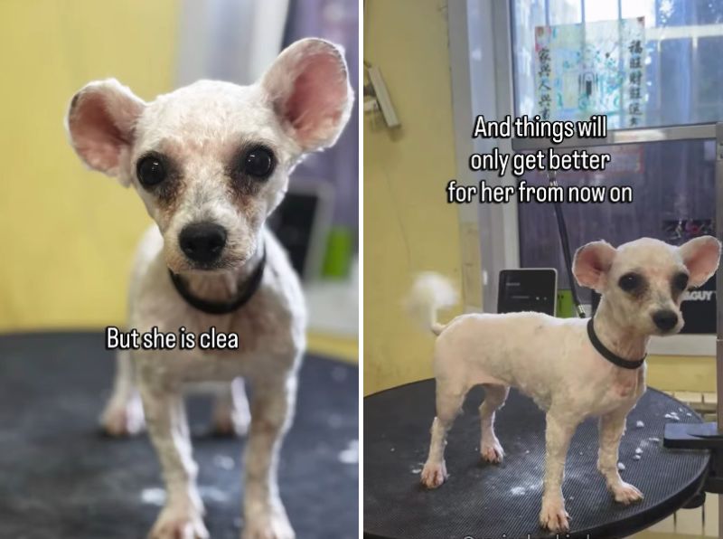 出所：<u><a href="https://www.instagram.com/p/Dc5orH4vkbn/" target="_blank">@savingharbindogs</a></u>