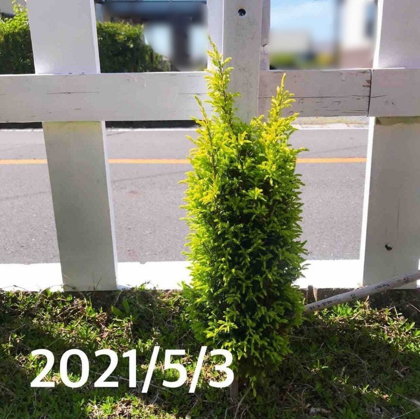 緑のコニファーと白い柵